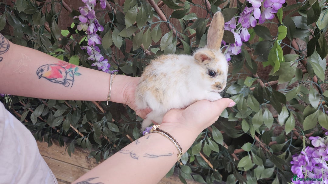 Mini Lop rabbits for sale: Baby Rabbits - Mini Lop X Mini Rex 🐰  - Image 9