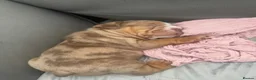 English Bulldog dogs for sale:   Beautiful English Bulldog Puppies  - Advert 3