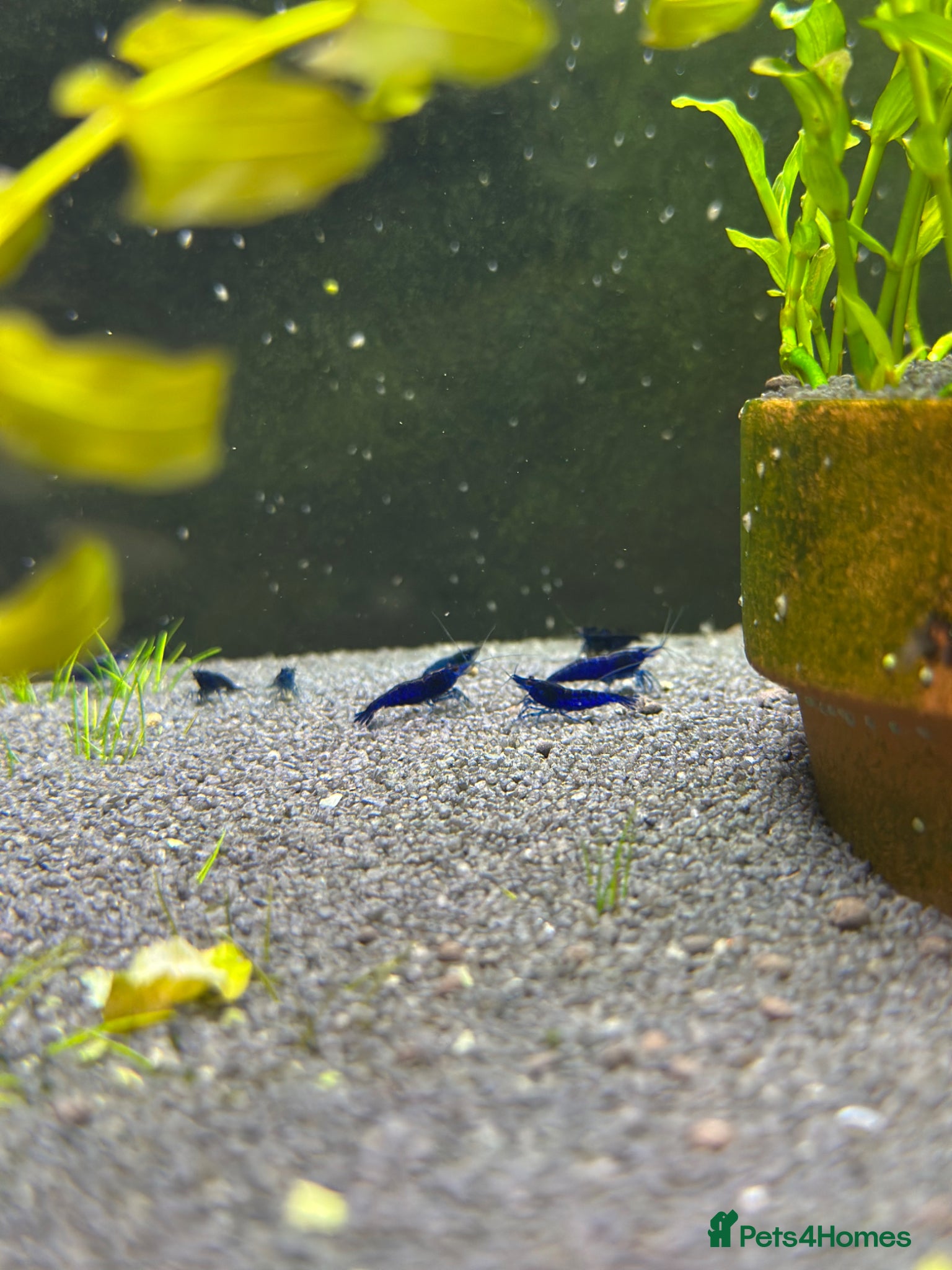 Shrimps fish Red, Orange and Blue shrimp for sale.  - Advert 2