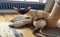 Siamese cats for sale: Female Siamese  - Image 7