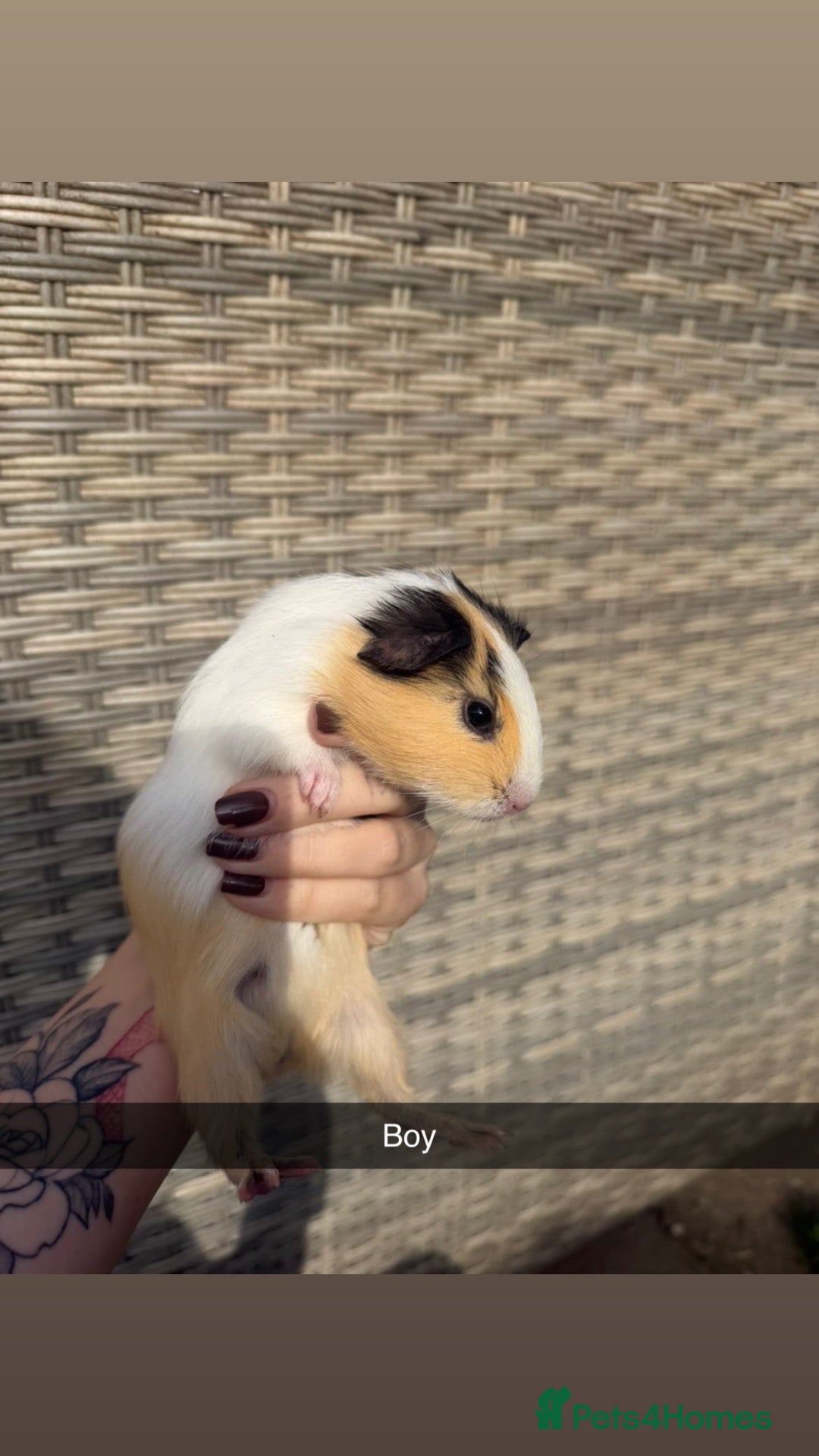 Guinea Pig rodents Boy guinea pigs for sale - Advert 1