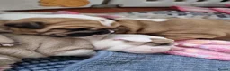 American Bulldog dogs for sale: Happy, chunky, healthy American Bulldog puppies  - Advert 9