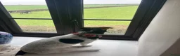 Jack Russell dogs for stud: MAXI — HANDSOME JACK RUSSELL AVAILABLE FOR STUD  in Milton Keynes - Advert 8