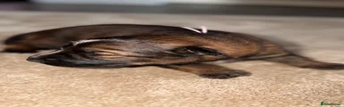 German Shepherd 3 - Pink collar 
