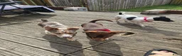 Jack Russell dogs for sale: Miniature jack Russell puppies  - Advert 9