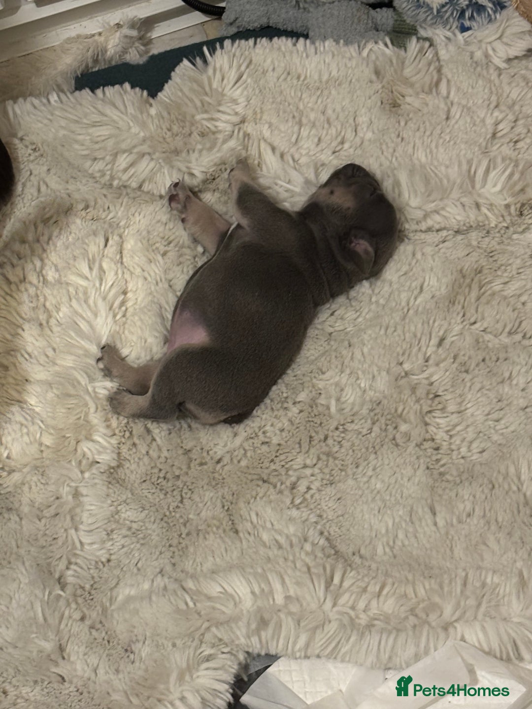French Bulldog dogs for sale: Blue and tan baby girl  - Advert 6