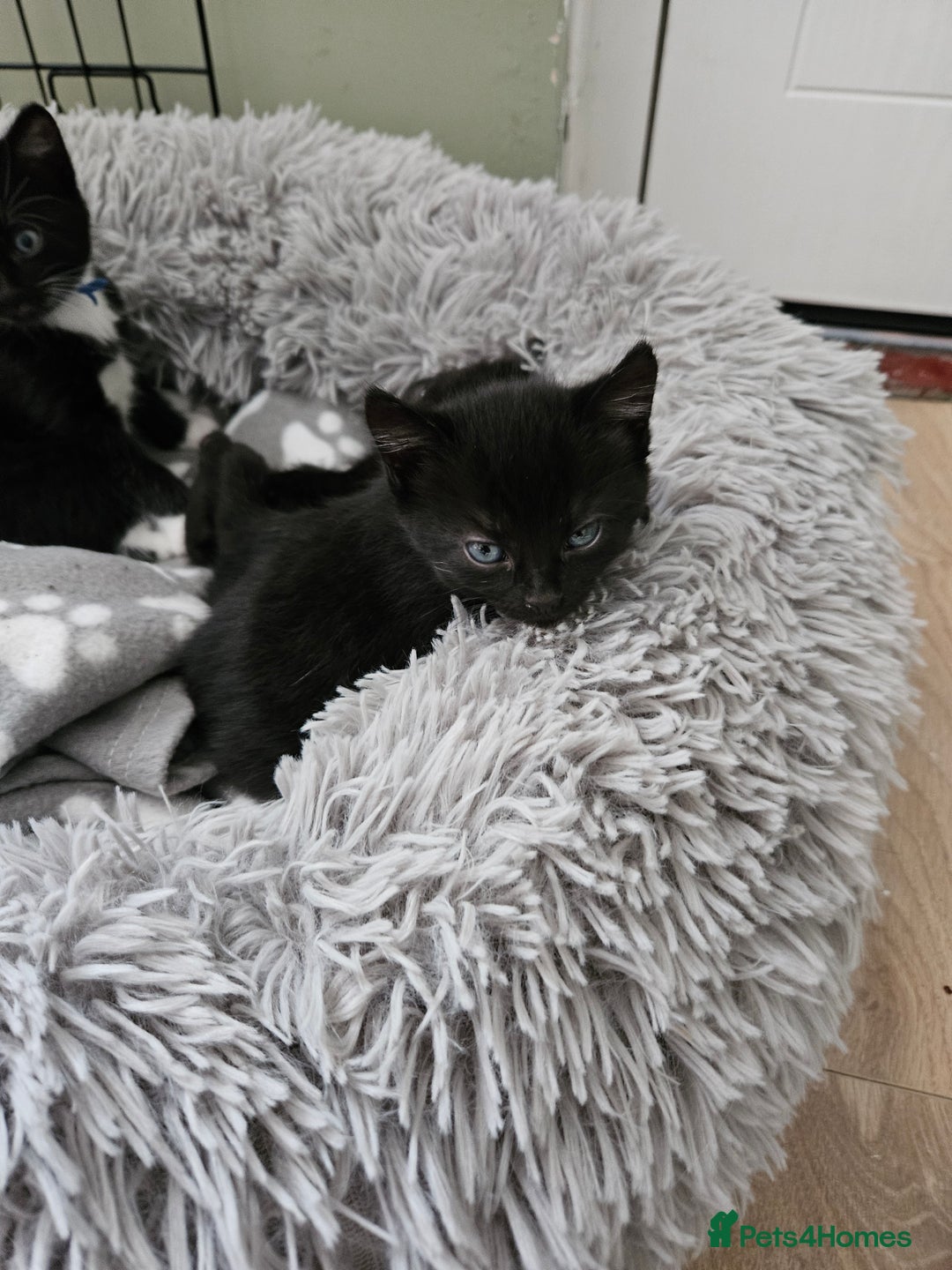 British Shorthair cats for sale: 3 black kittens - Image 2