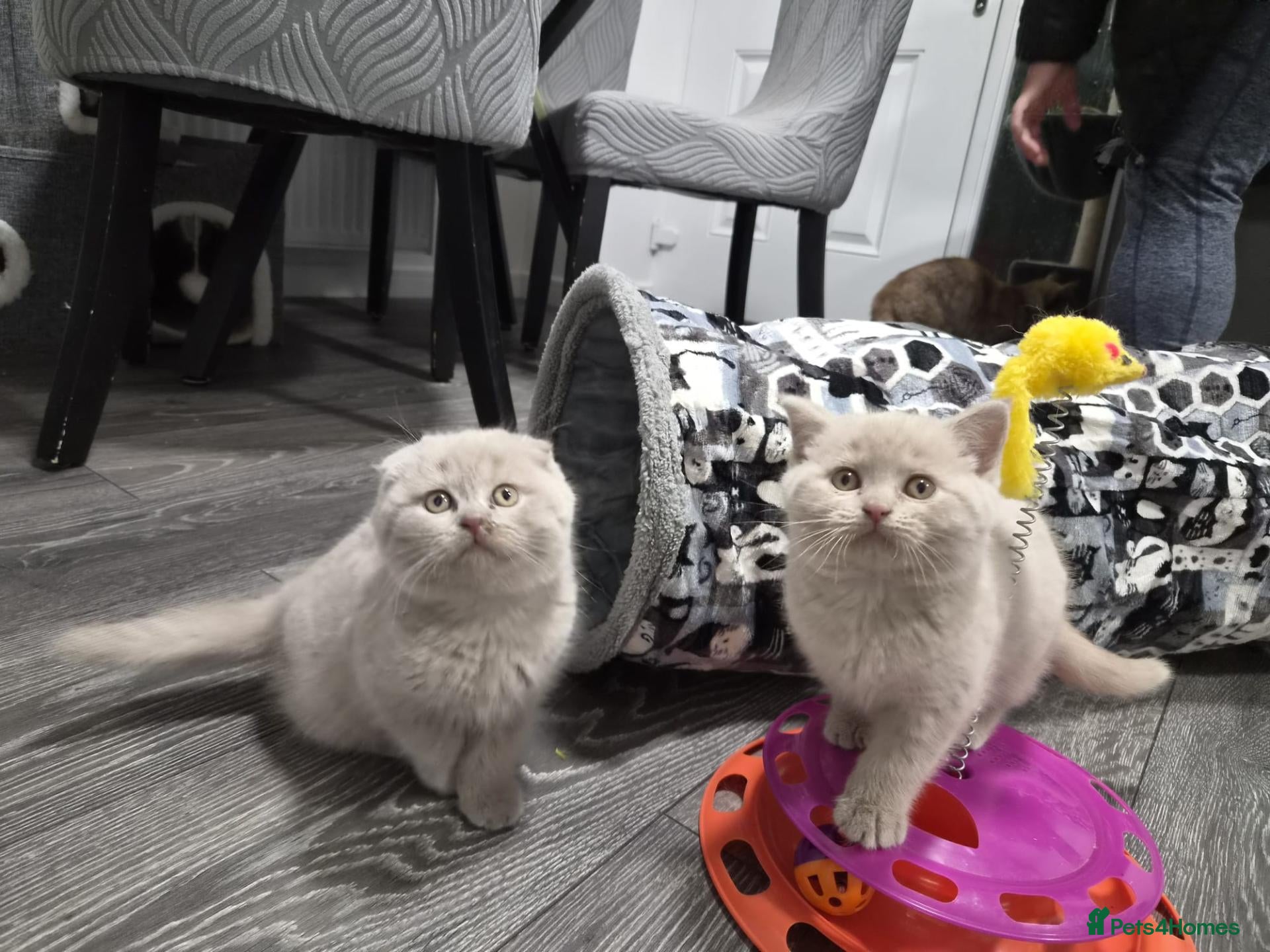 Scottish Fold cats Scottish fold and stright kittens  - Advert 17