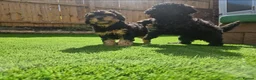 Toy Poodle dogs for sale: Kc registered toy poodle - Advert 2