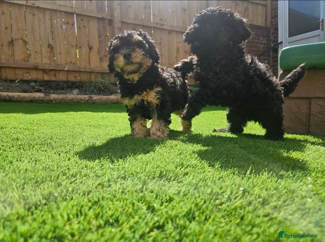 Toy Poodle dogs for sale: Kc registered toy poodle - Advert 2
