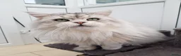 Maine Coon cats for stud: MAINE COON STUD AVAILABLE PROVEN SILVER TABBY BOY  - Advert 5