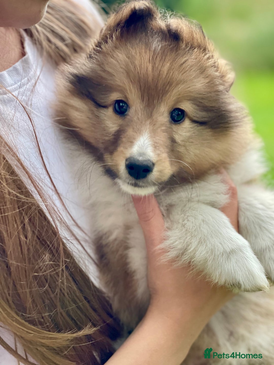 Shetland Sheepdog dogs for sale: Shetland Sheepdog/Sheltie puppy - Image 2