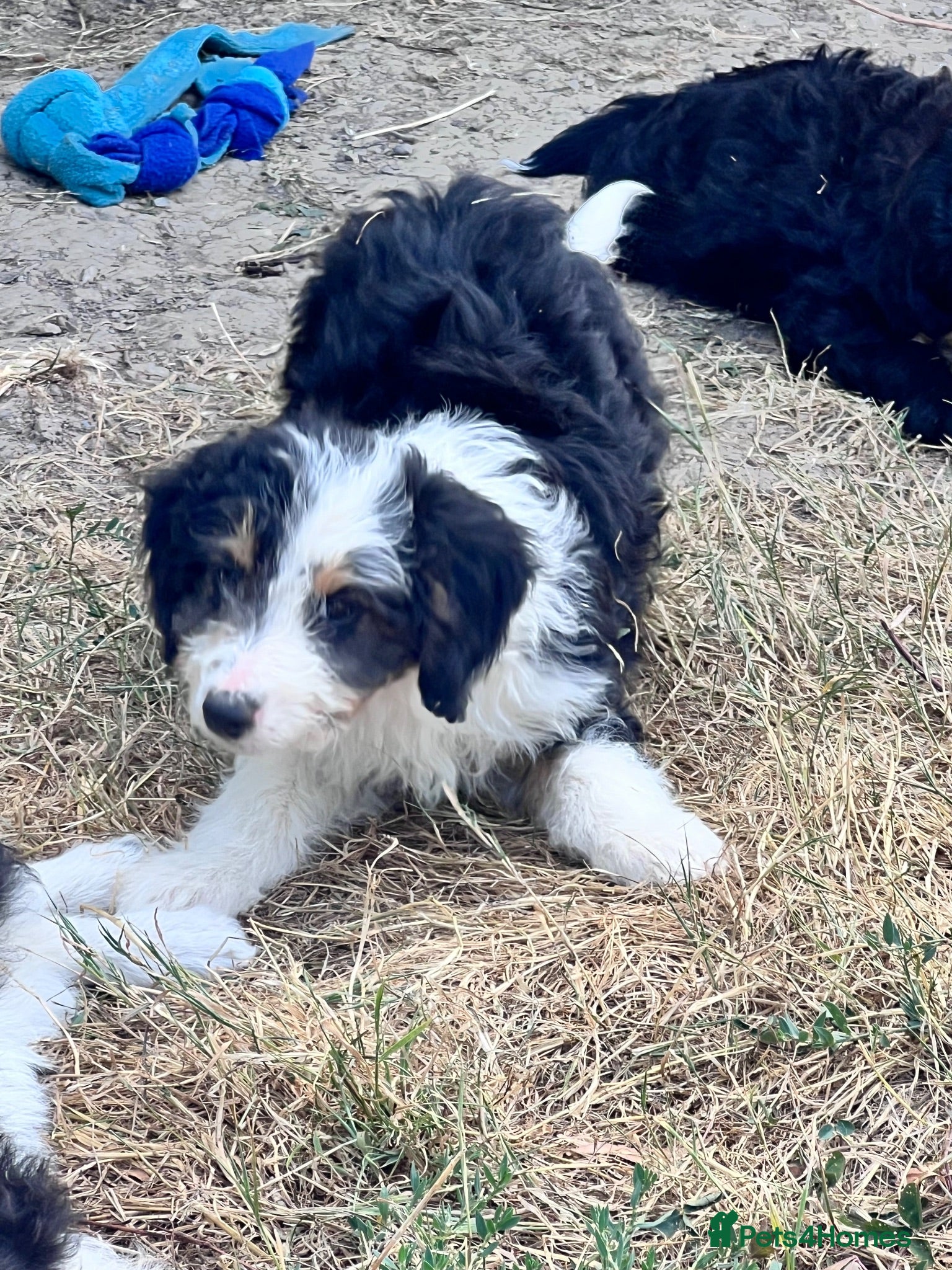 Mixed Breed dogs Lassie/Border Collie X Toy Poodle puppies - Advert 1