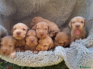 Hungarian Vizsla dogs Hungarian Wirehaired Vizsla Puppies - Advert 7