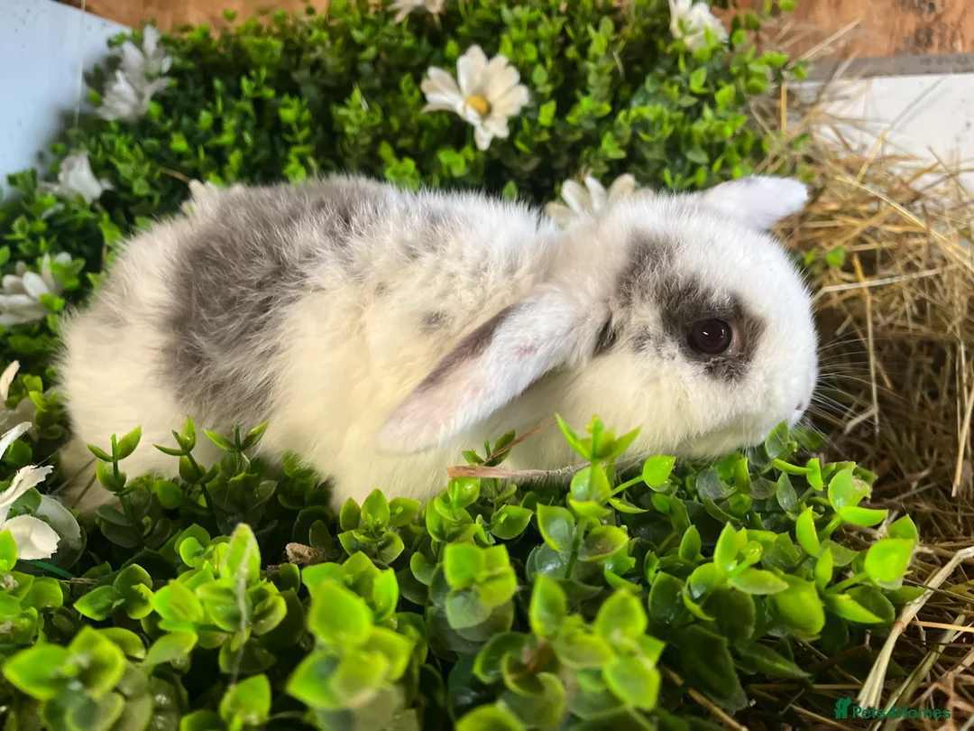 Mini Lion Lop rabbits for sale: Mini lion lops  - Advert 6