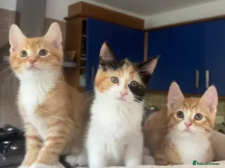 Mixed Breed cats Kittens Ready for Their Forever Homes - Advert 1