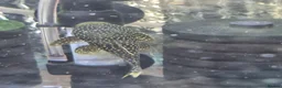 Other/Mixed Breed fish for sale: VARIOUS FRESHWATER FISH AND DRY GOODS  - Advert 2