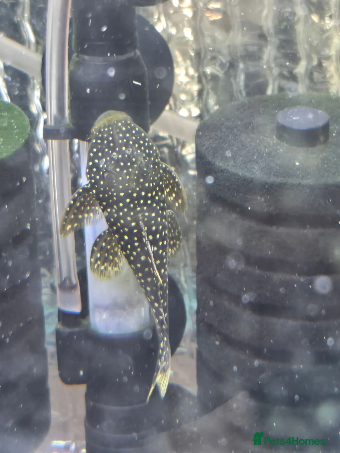 Other/Mixed Breed fish for sale: VARIOUS FRESHWATER FISH AND DRY GOODS  - Advert 2