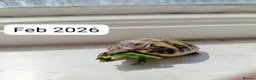Hermann Tortoise reptiles for sale: Herman baby tortoise  - Advert 5