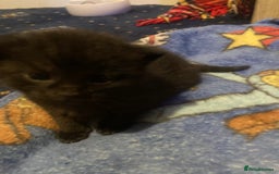 Mixed Breed cats for sale: 5 beautiful chunky kittens - Image 4