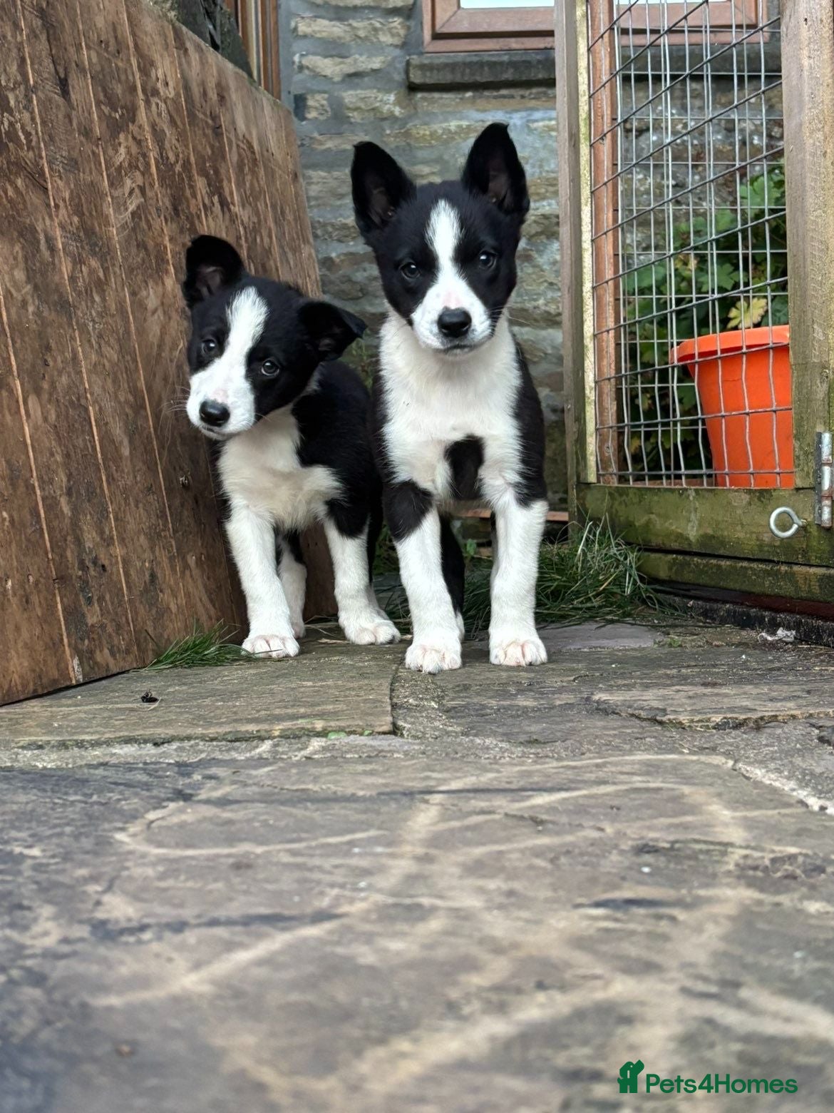 Border Collie dogs 2 Gorgeous Border Collie Puppies READY TO LEAVE - Advert 2