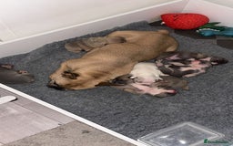 French Bulldog dogs for sale: 🐾✨ Adorable Frenchies ready soon ✨ 🐾  - Advert 2