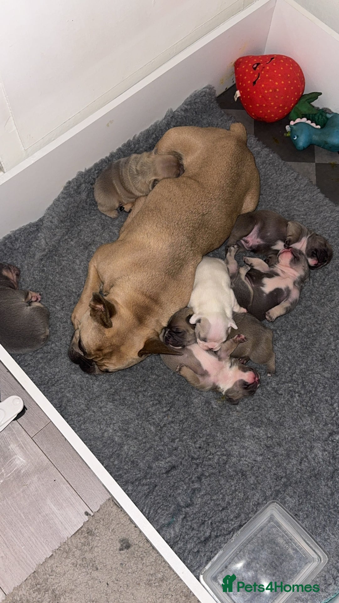 French Bulldog dogs for sale: 🐾✨ Adorable Frenchies ready soon ✨ 🐾  - Advert 2