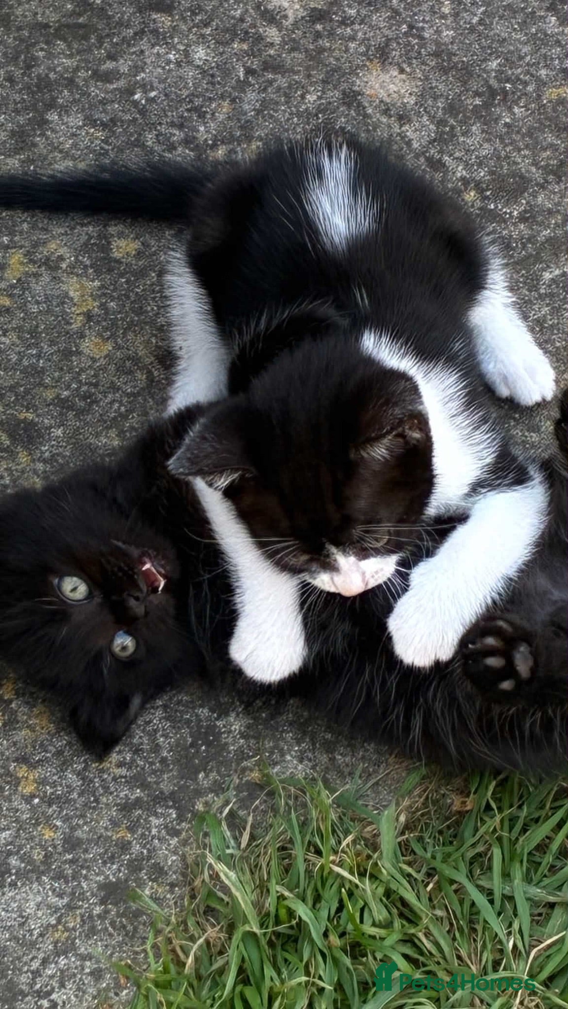 Domestic Shorthair cats Adorable Tuxedo and Black Kittens🐾 - Advert 1