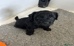 Mixed Breed dogs for sale: final reduction to find forever home  - Image 10