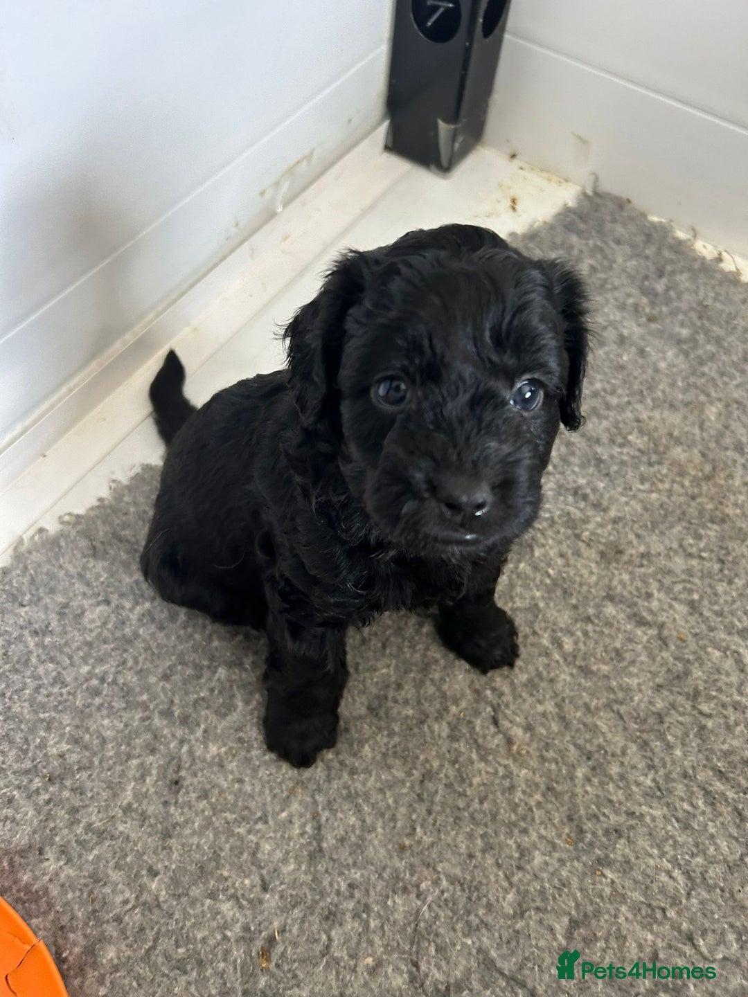 Mixed Breed dogs for sale: final reduction to find forever home  - Image 10