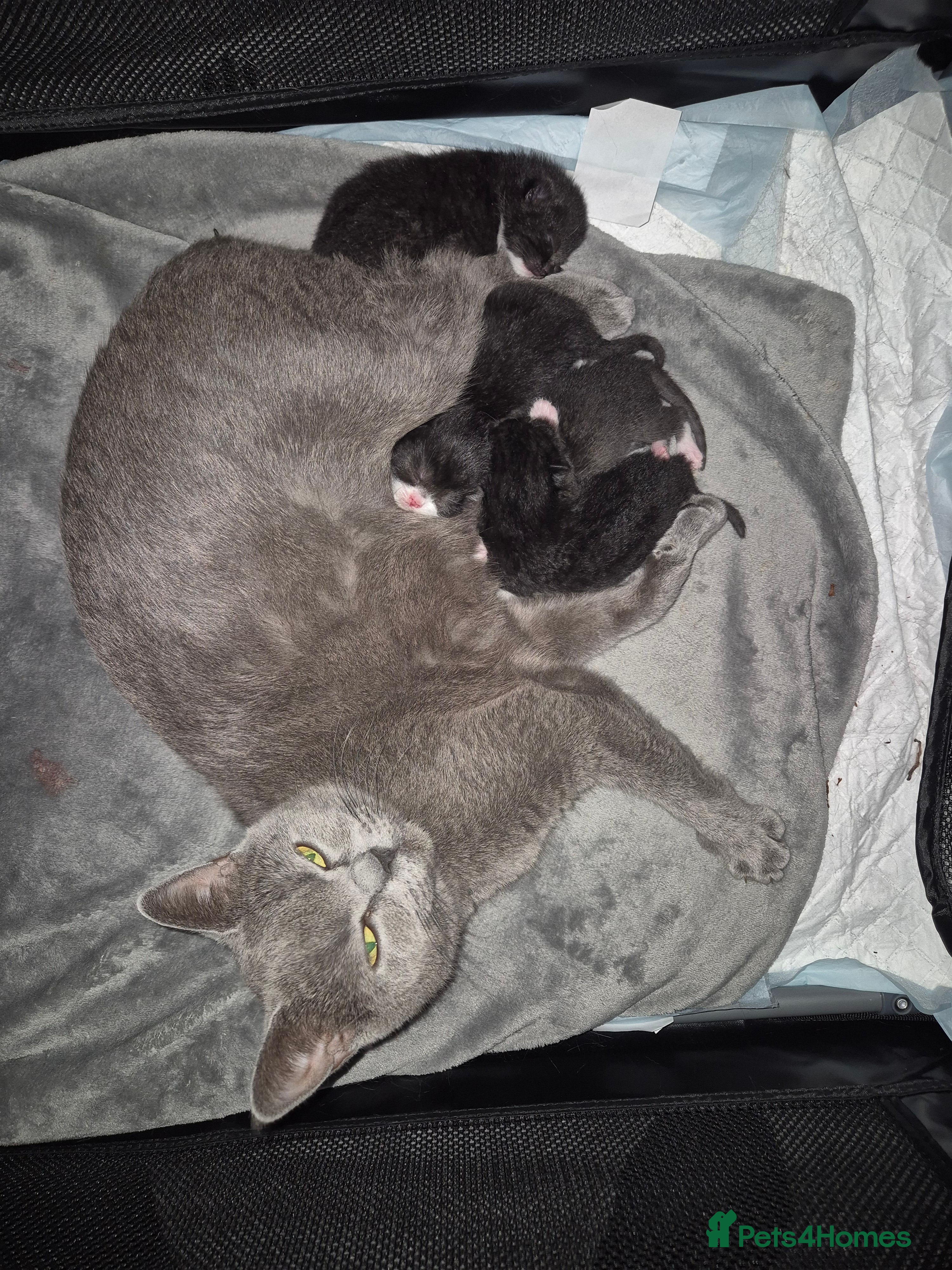 Mixed Breed cats Exceptional Black & White Kittens - Advert 1