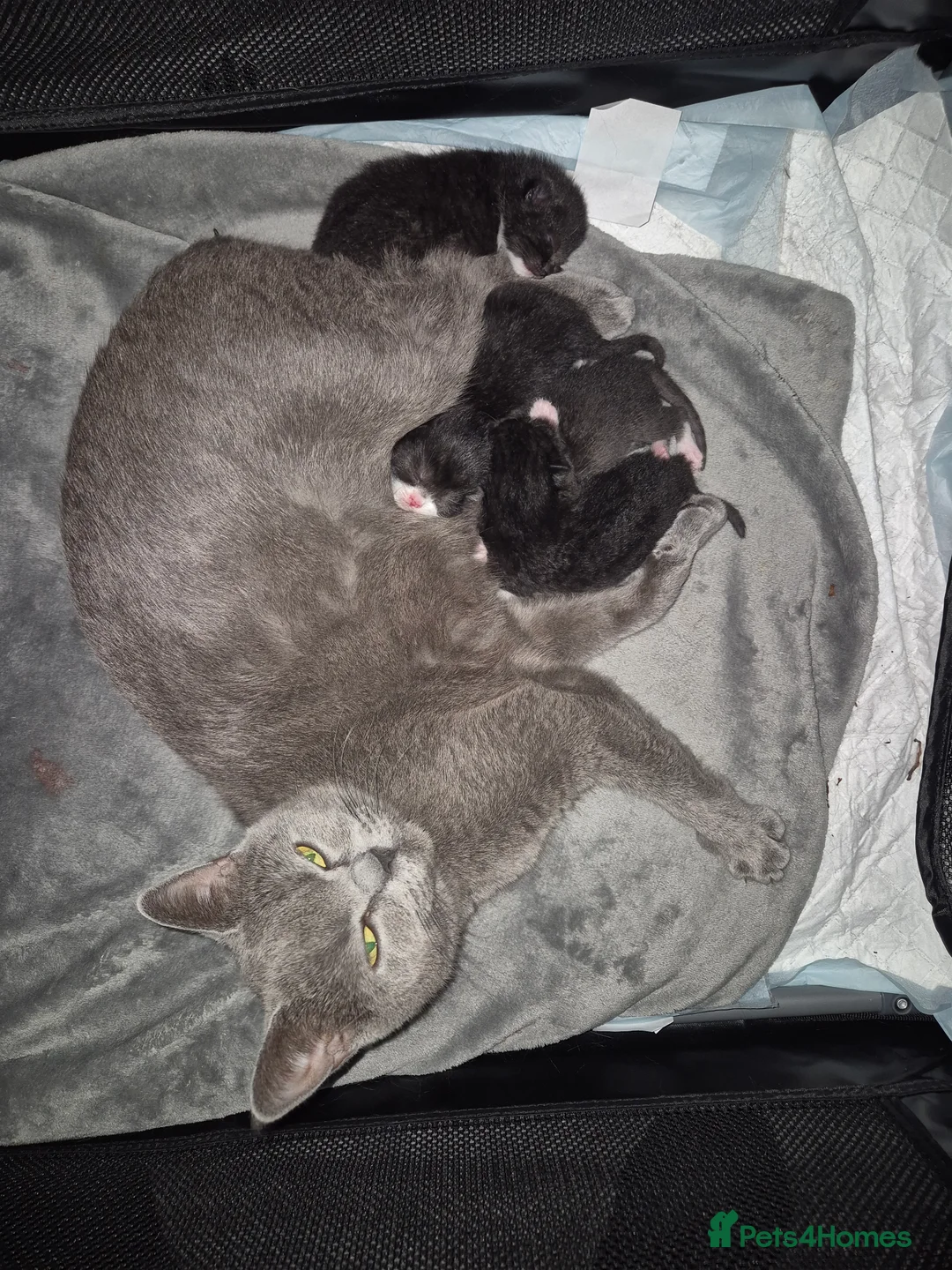 Mixed Breed cats for sale: Exceptional Black & White Kittens - Advert 1