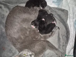 Mixed Breed cats Exceptional Black & White Kittens - Advert 1