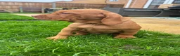 Hungarian Vizsla dogs for sale: EXCEPTIONAL HUNGARIAN VIZSLA PUPPIES - Advert 14