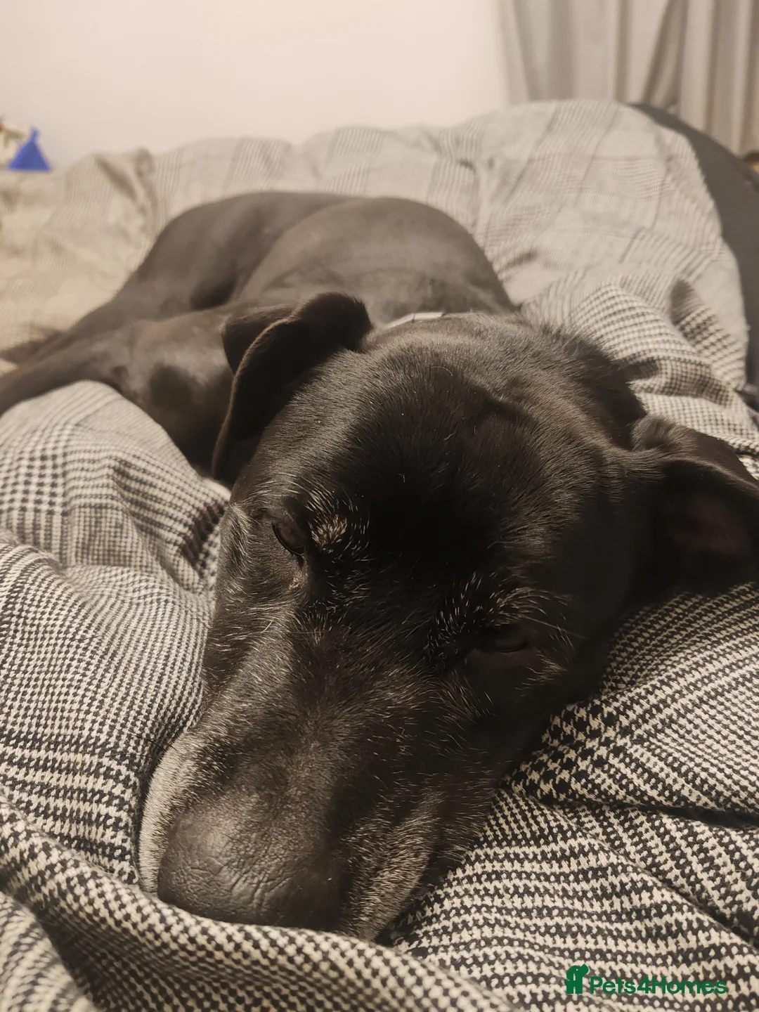 Mixed Breed dogs for sale: Shadow in Rotherham - Advert 10