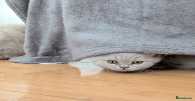 Scottish Fold cats - Advert 3