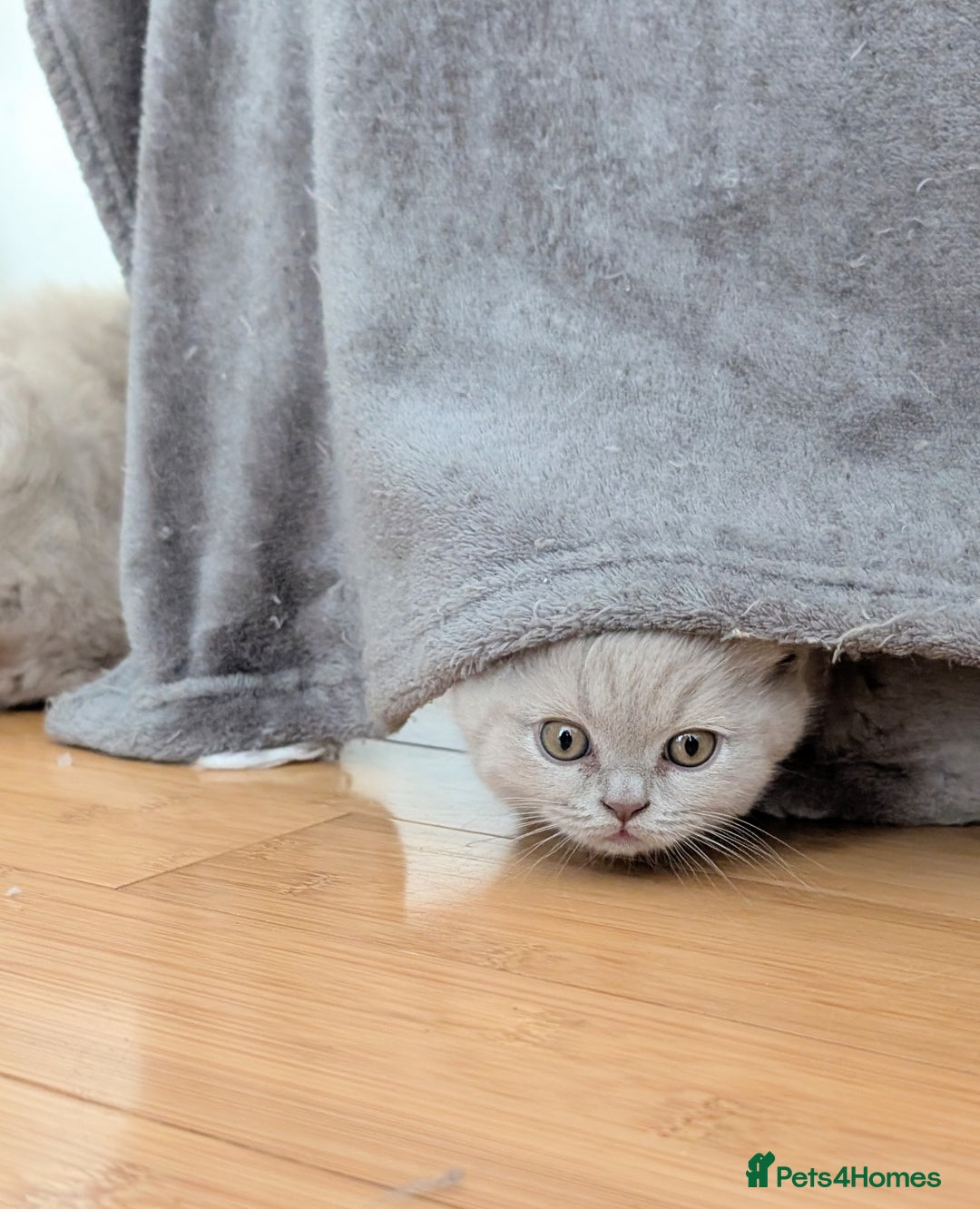 Scottish Fold cats for sale: Scottish fold kittens are looking for family🥰 - Image 2