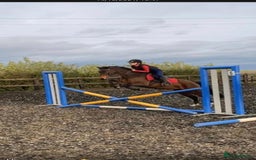 Riding pony horses for sale: British show pony - Image 2