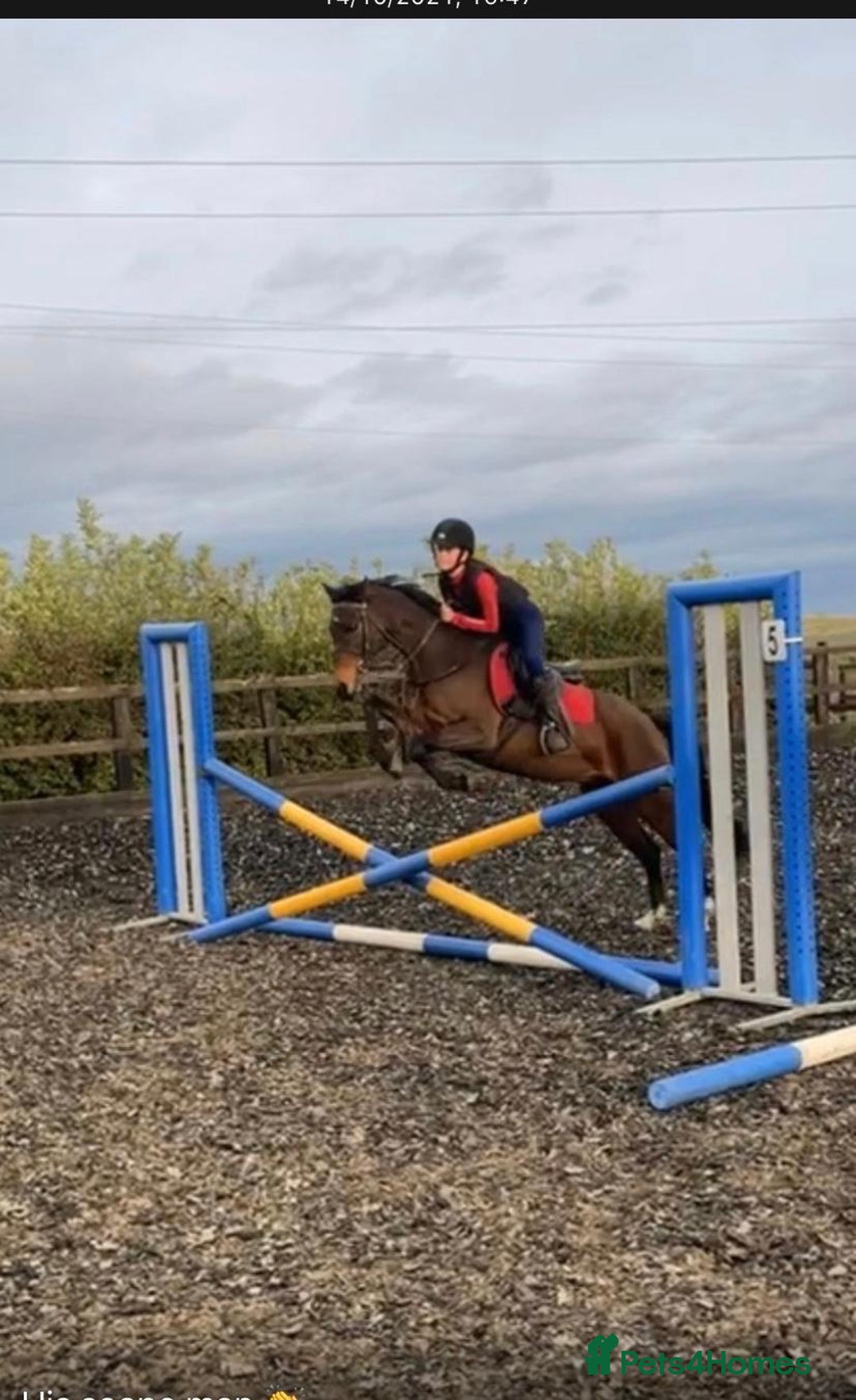 Riding pony horses for sale: British show pony - Image 2