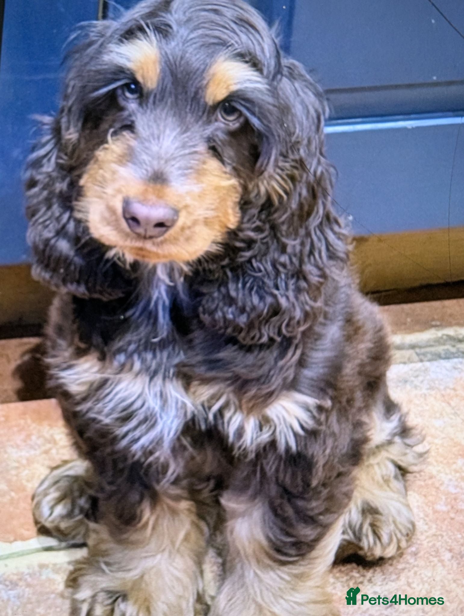 Cocker Spaniel dogs  Show cocker spaniel male  - Advert 1