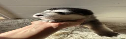 Mixed Breed dogs for stud: German Shepherd/Alaskan Malamute Isabella Coat - Advert 13
