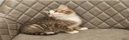 Mixed Breed cats for sale: Beautiful mixed Bengal kitten - Advert 4