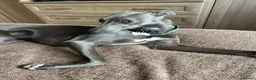 Whippet dogs for sale: Beautiful KC registered whippet pups - Advert 6
