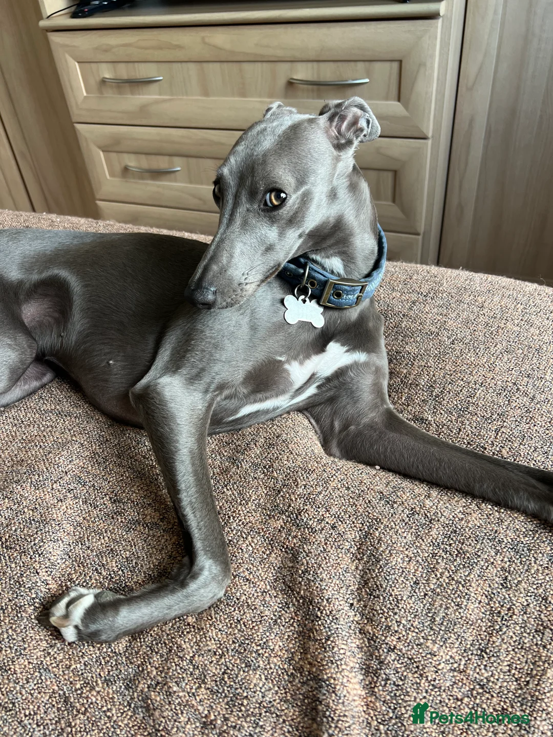 Whippet dogs for sale: Beautiful KC registered whippet pups - Advert 6