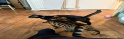 Bengal cats for sale: Simba male bengal - Advert 3