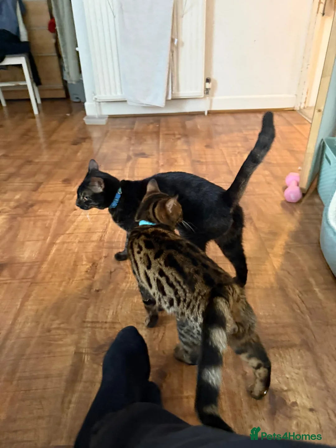 Bengal cats for sale: Simba male bengal - Advert 3