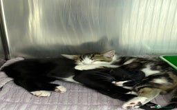 Domestic Shorthair cats for sale: Domestic shorthair male kittens - Image 2