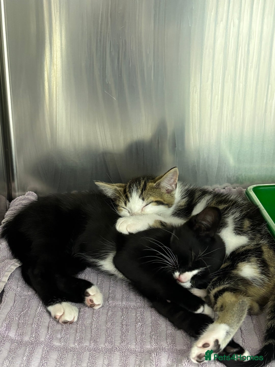 Domestic Shorthair cats for sale: Domestic shorthair male kittens - Image 2