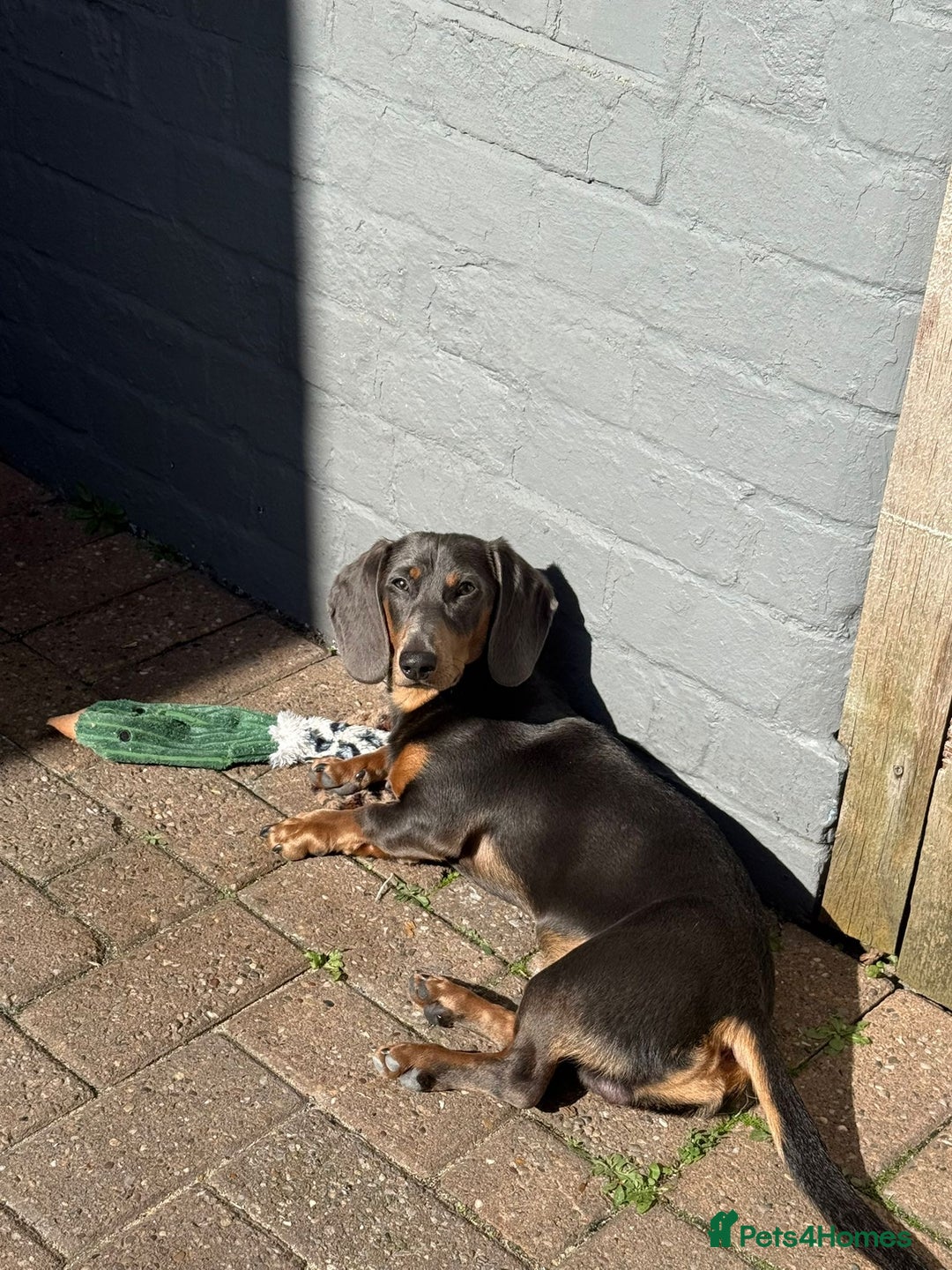 Dachshund dogs for sale: Richmond looking for his forever home  - Advert 6