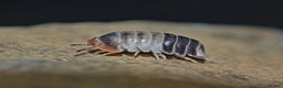 Isopods invertebrates for sale: Various Isopods Available. PLEASE READ FULL ADVERT - Advert 6
